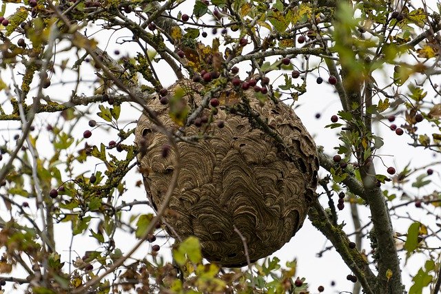 nid de frelons asiatiques